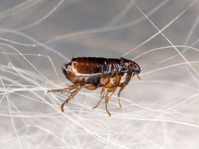 Fleas